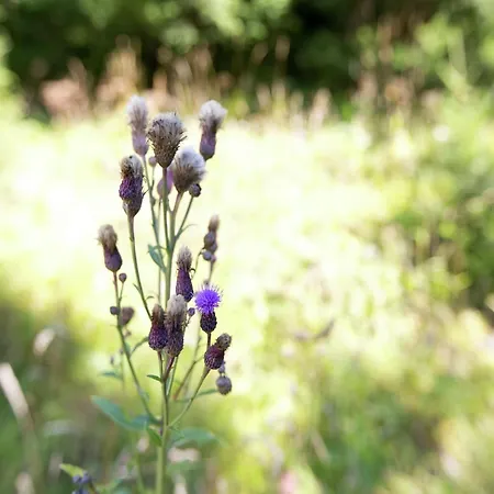 In Near Slopes شقة لانغنفلد