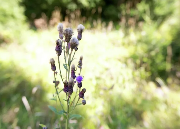 In Near Slopes 公寓 朗根费尔德